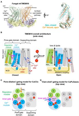 Gating and Regulatory Mechanisms of TMEM16 Ion Channels and Scramblases
